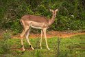 100 Port Elizabeth, Pumba Private Game Reserve, Zuid-Afrika